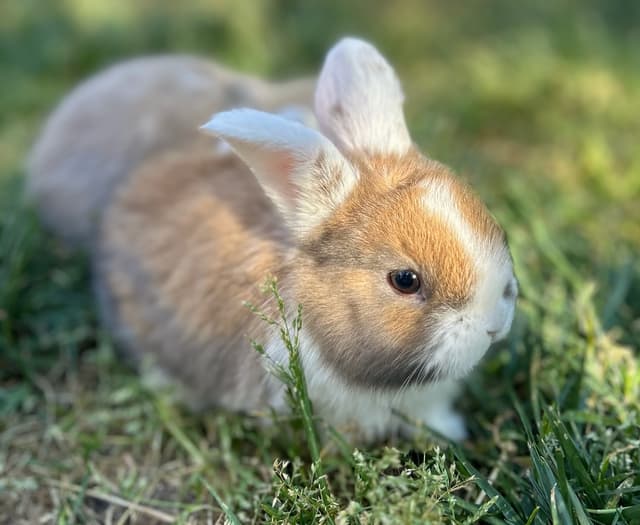 Brownie the bunny