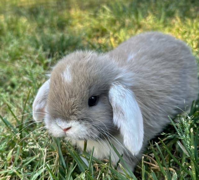 Cookie the bunny