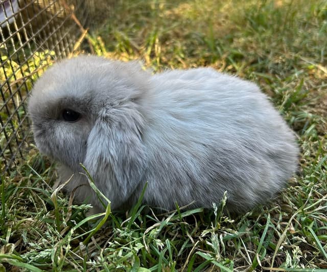 Marshmallow the bunny