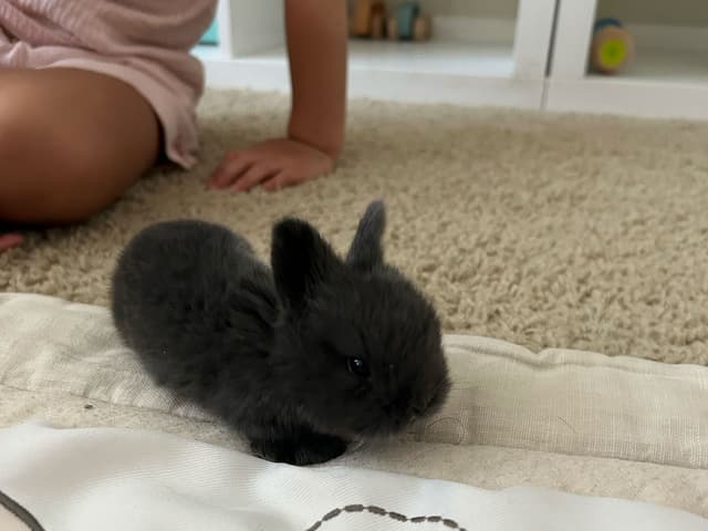 Mr Midnight the bunny