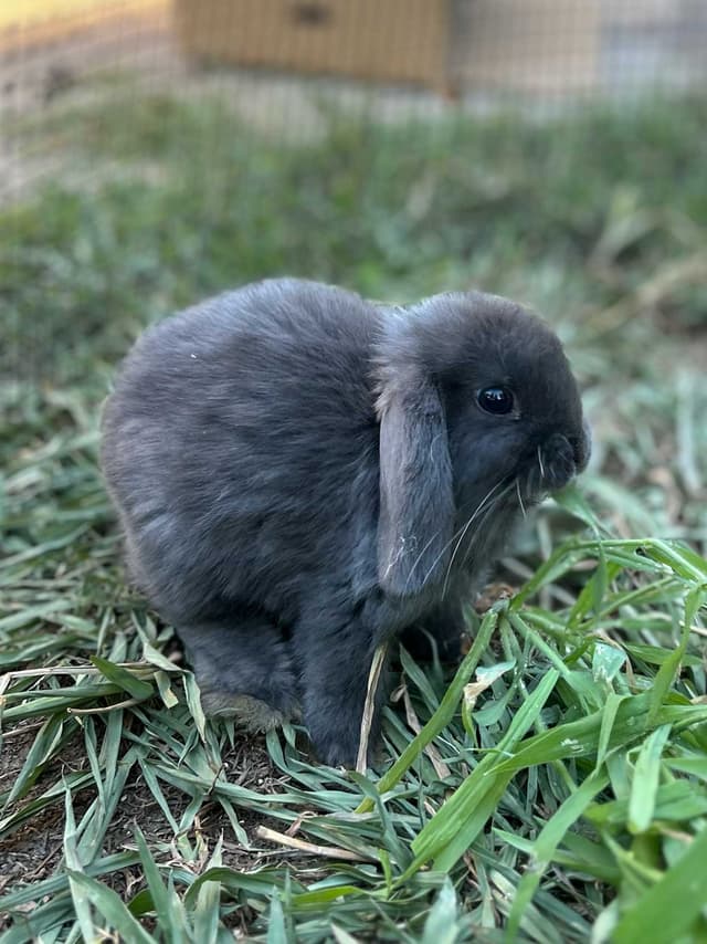 Mr Midnight the bunny