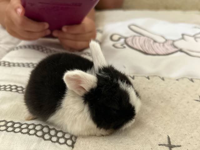 Moonie the bunny
