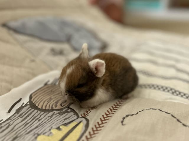 Peanut the bunny