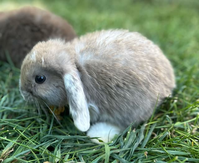 Pinko the bunny